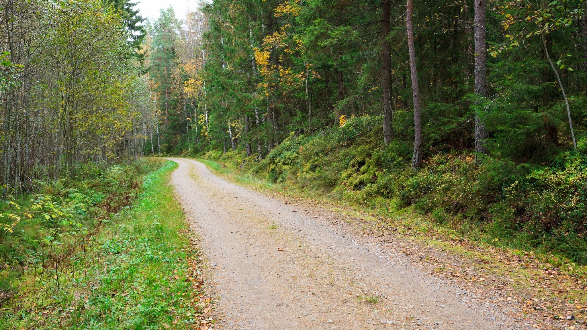 Metsätie (Kuva: Shutterstock)