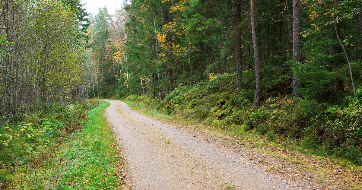 Forest road (Photo: Shutterstock)