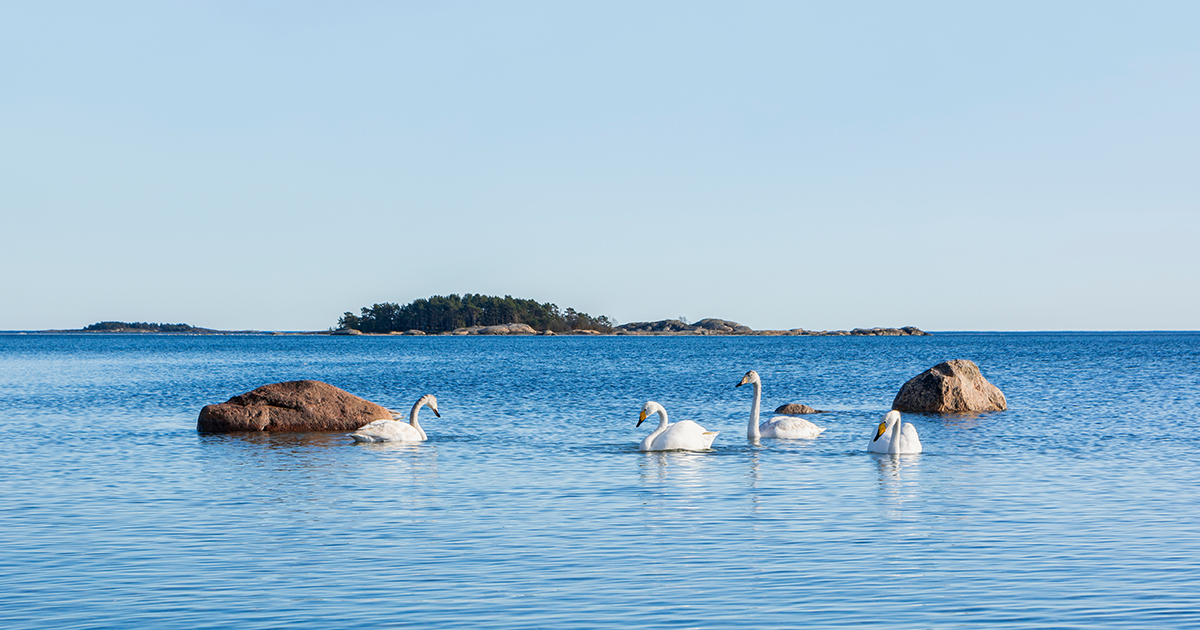 Joutsenet Hangon edustalla (Kuva: Shutterstock)