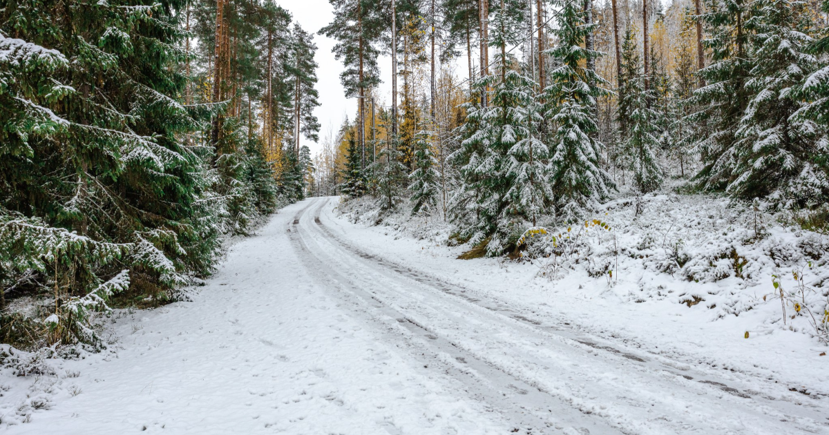 Metsätie Asikkalassa (Kuva: Shutterstock)