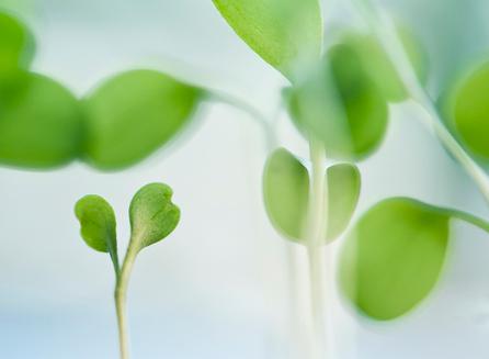 Groddplanta (Bild: Rodeo)