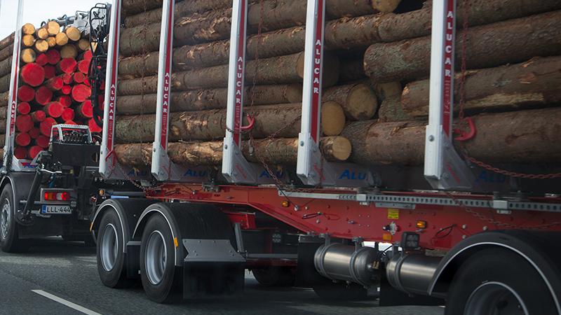 Tukkirekka (Kuva: Rodeo, Juha Tuomi)